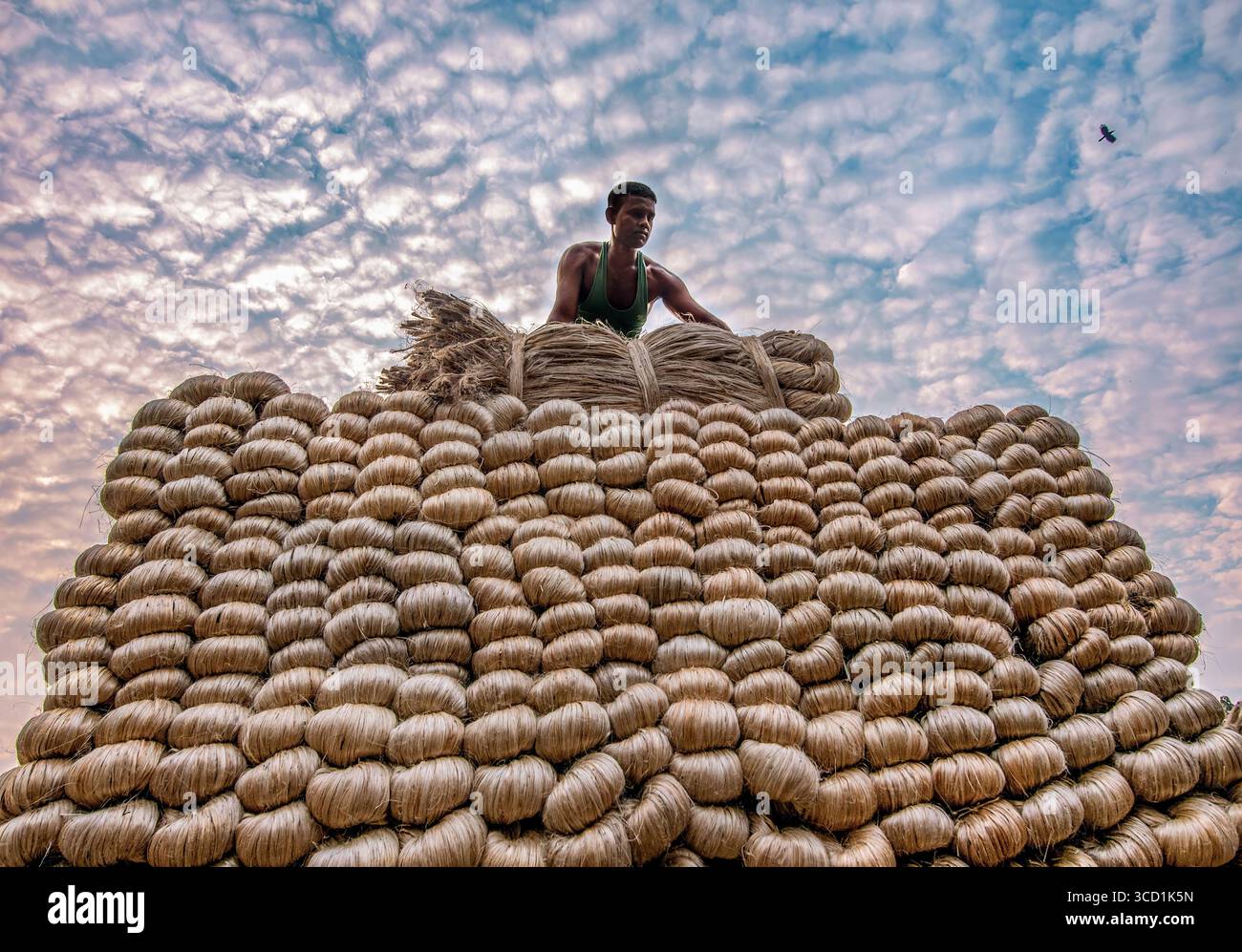 Bogura, Bangladesh - 20 November 2021: View of a farmer atop a towering stack of jute, the golden fibers contrasting against the textured sky. Stock Photo