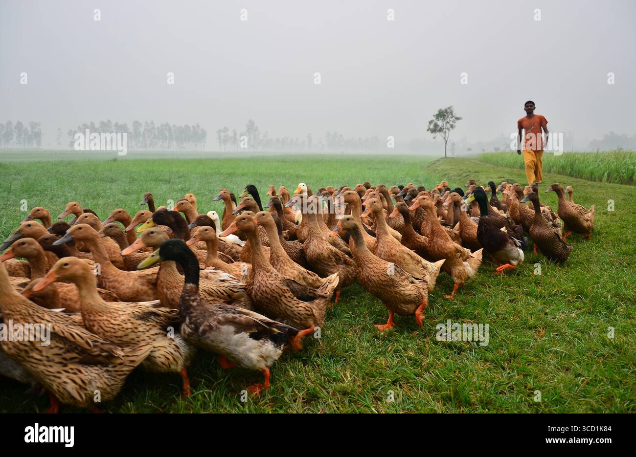 Bogura, Bangladesh - 23 October 2017: View of a vibrant flock of ducks waddling across the verdant pasture, guided by a lone figure against a misty horizon. Stock Photo