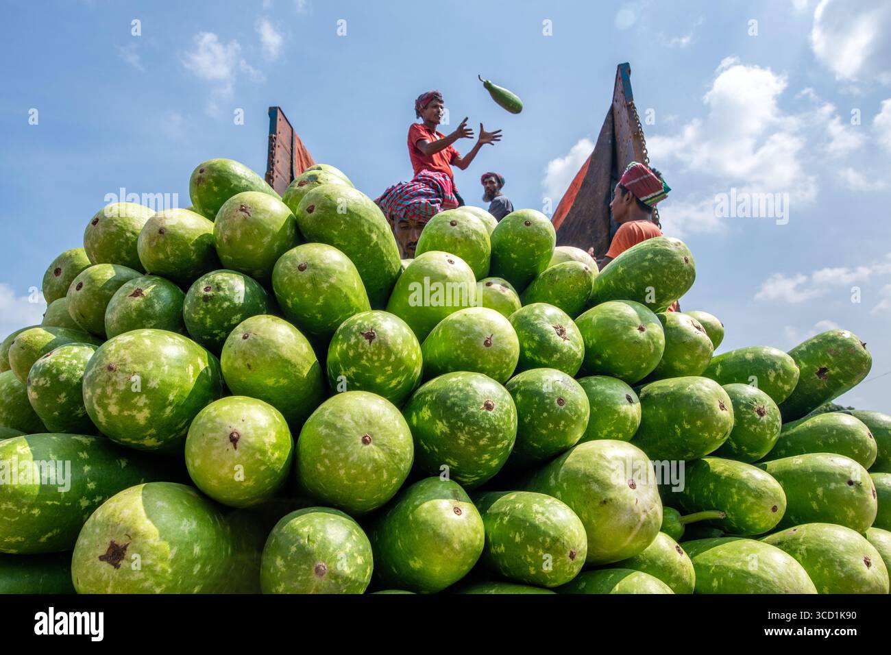 Bogura, Bangladesh - 09 October 2020: View of a vibrant spectacle unfolds as vendors atop a mound of green gourds juggle produce against the expansive blue sky. Stock Photo