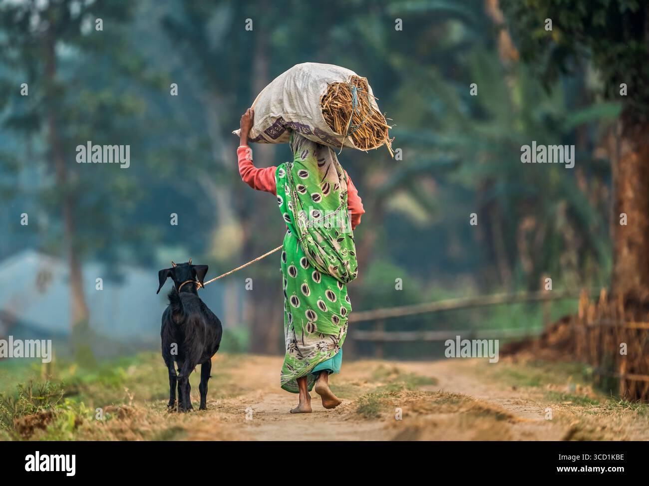 Bogura, Bangladesh - 14 January 2023: View of a woman carrying a heavy sack, her vibrant sari a splash of color against the muted tones of the dusty path, accompanied by a loyal black dog. Stock Photo
