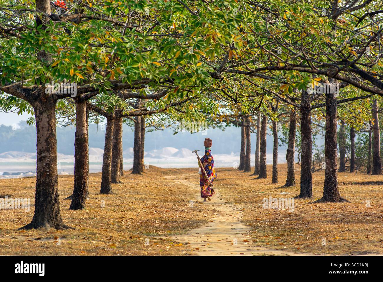 Bogura, Bangladesh - 19 January 2019: View of a lone figure walking along a path lined with trees, their leaves casting dappled shadows on the ground. Stock Photo