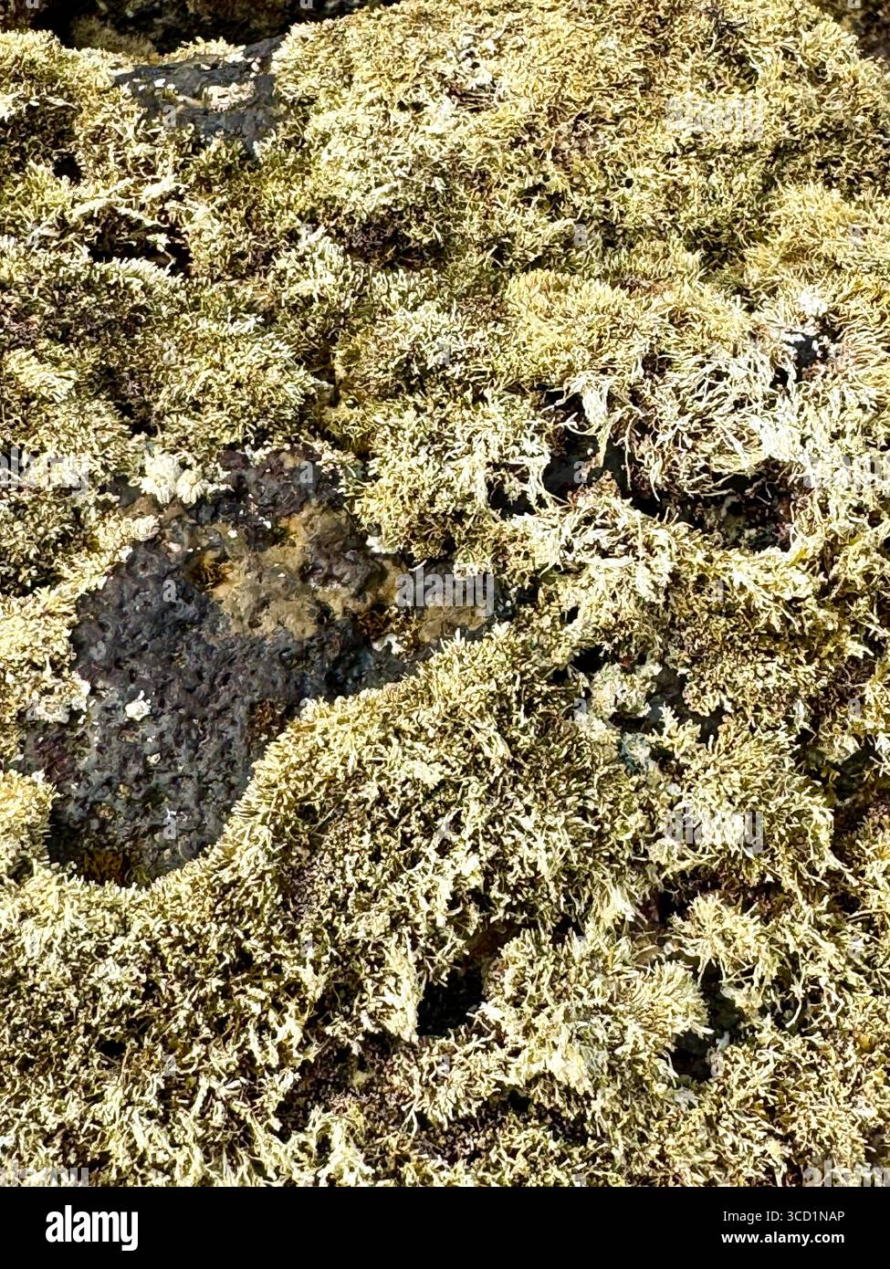 Algae-covered volcanic rocks exposed at low tide on the coast of the Azores, Portugal. - Smartphone Captured Stock Image Algae-covered volcanic rocks exposed at low tide on the coast of the Azores, Portugal. - Smartphone Captured Stock Image