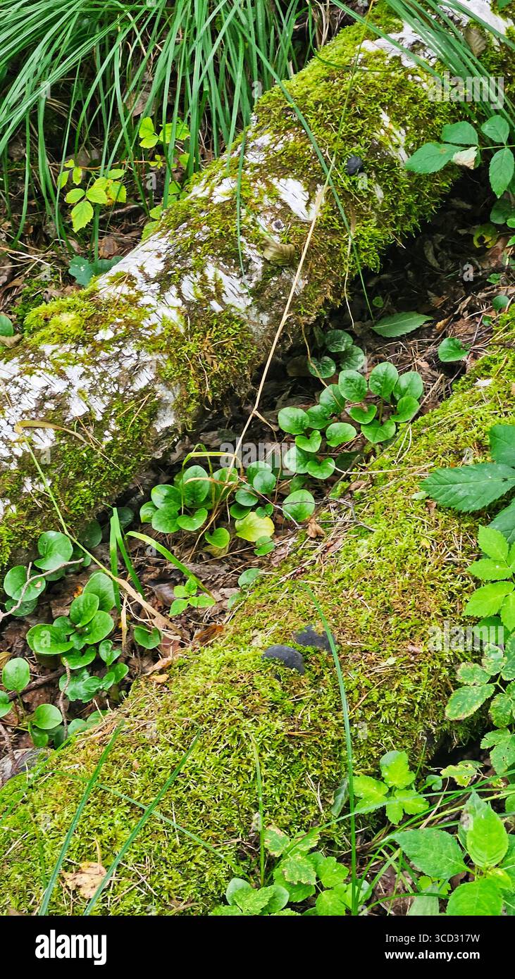 Close-up of a moss-covered fallen tree trunk in a lush green forest with wild plants and natural vegetation. - Smartphone Captured Stock Image
