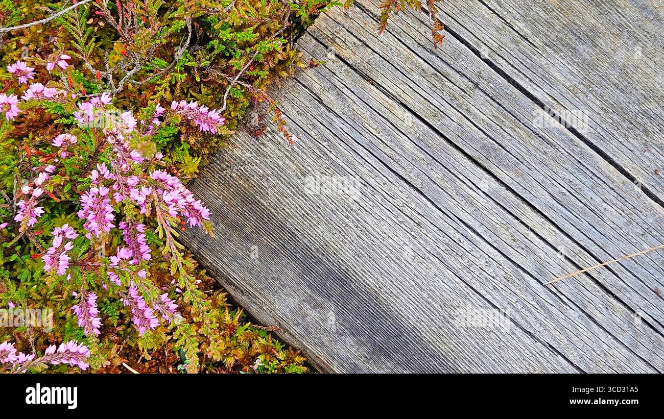 Weathered Wooden Boardwalk with Wild Heather Flowers.Nature background for themes of countryside, hiking trails, wilderness, seasons. - Smartphone Captured Stock Image