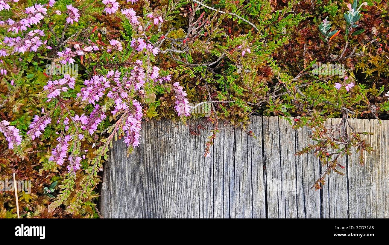 Weathered Wooden Boardwalk with Wild Heather Flowers.Nature background for themes of countryside, hiking trails, wilderness, seasons. - Smartphone Captured Stock Image