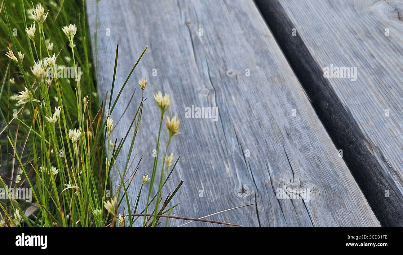 Weathered Wooden Boardwalk with Wild Heather Flowers.Nature background for themes of countryside, hiking trails, wilderness, seasons. - Smartphone Captured Stock Image