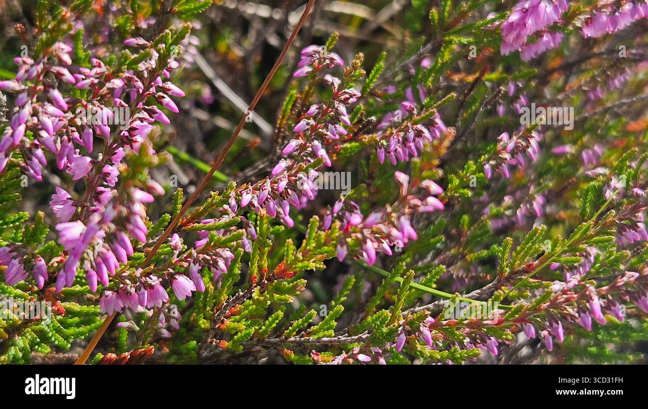 Heather flowers in full bloom with vibrant pink blossoms in nature - Smartphone Captured Stock Image