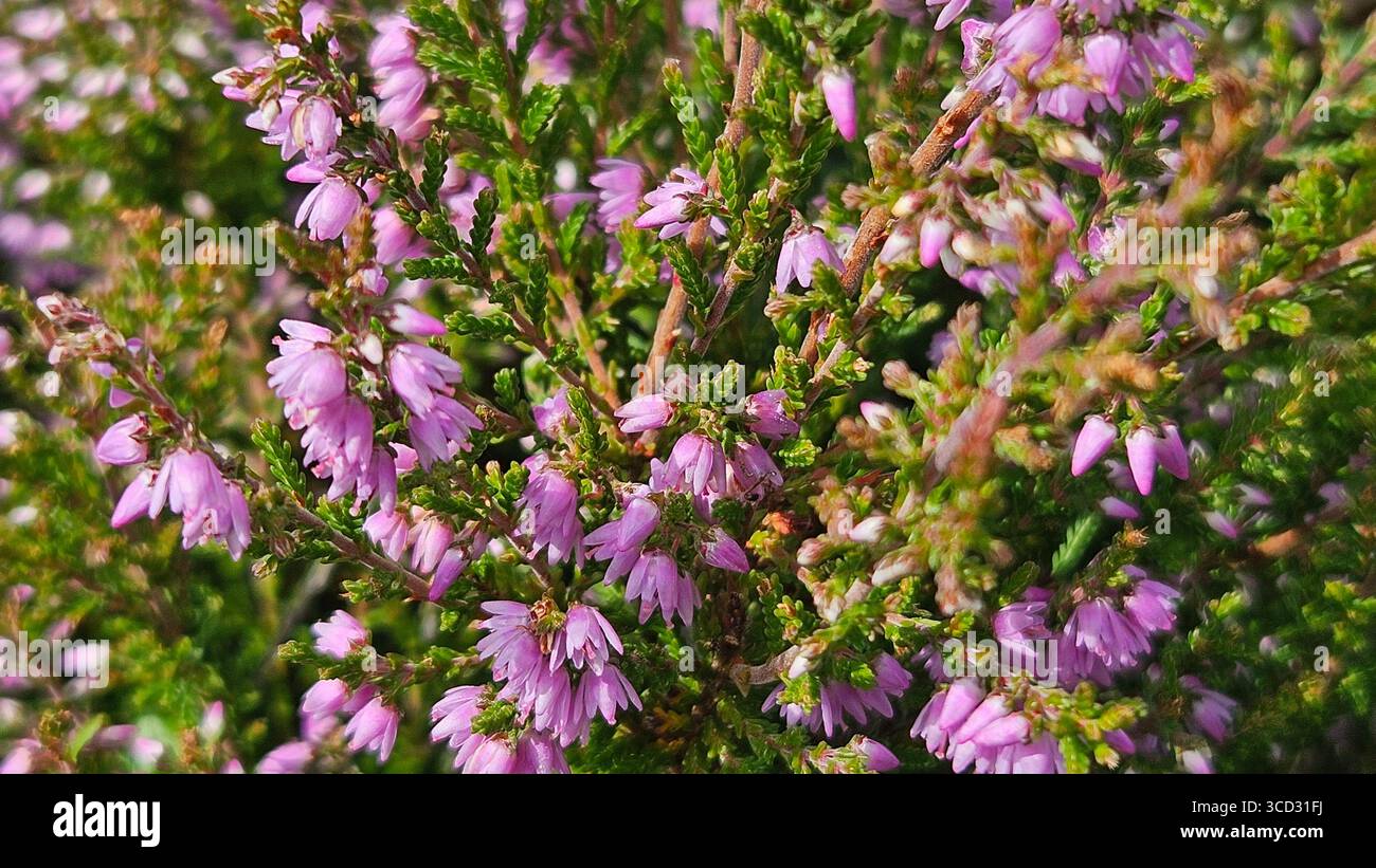 Heather flowers in full bloom with vibrant pink blossoms in nature - Smartphone Captured Stock Image