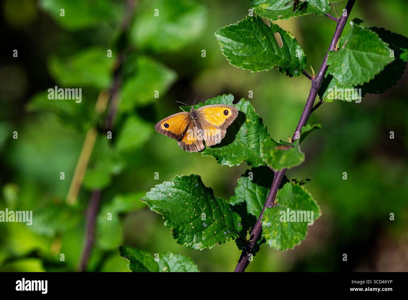 Meadow brown butterfly Stock Photo