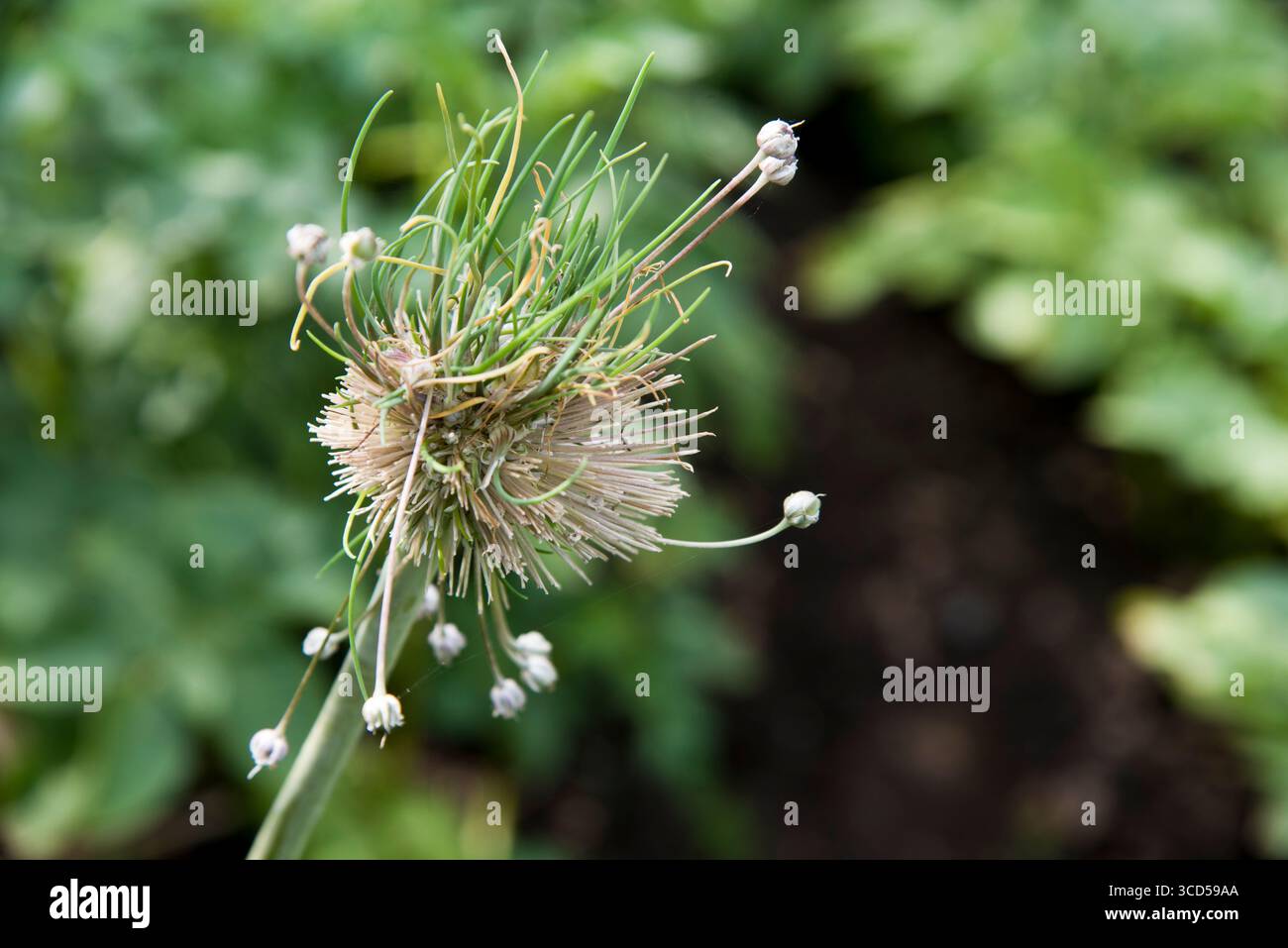 Leek, Musselburgh, seed head setting bulbils after flowers removed. Stock Photo