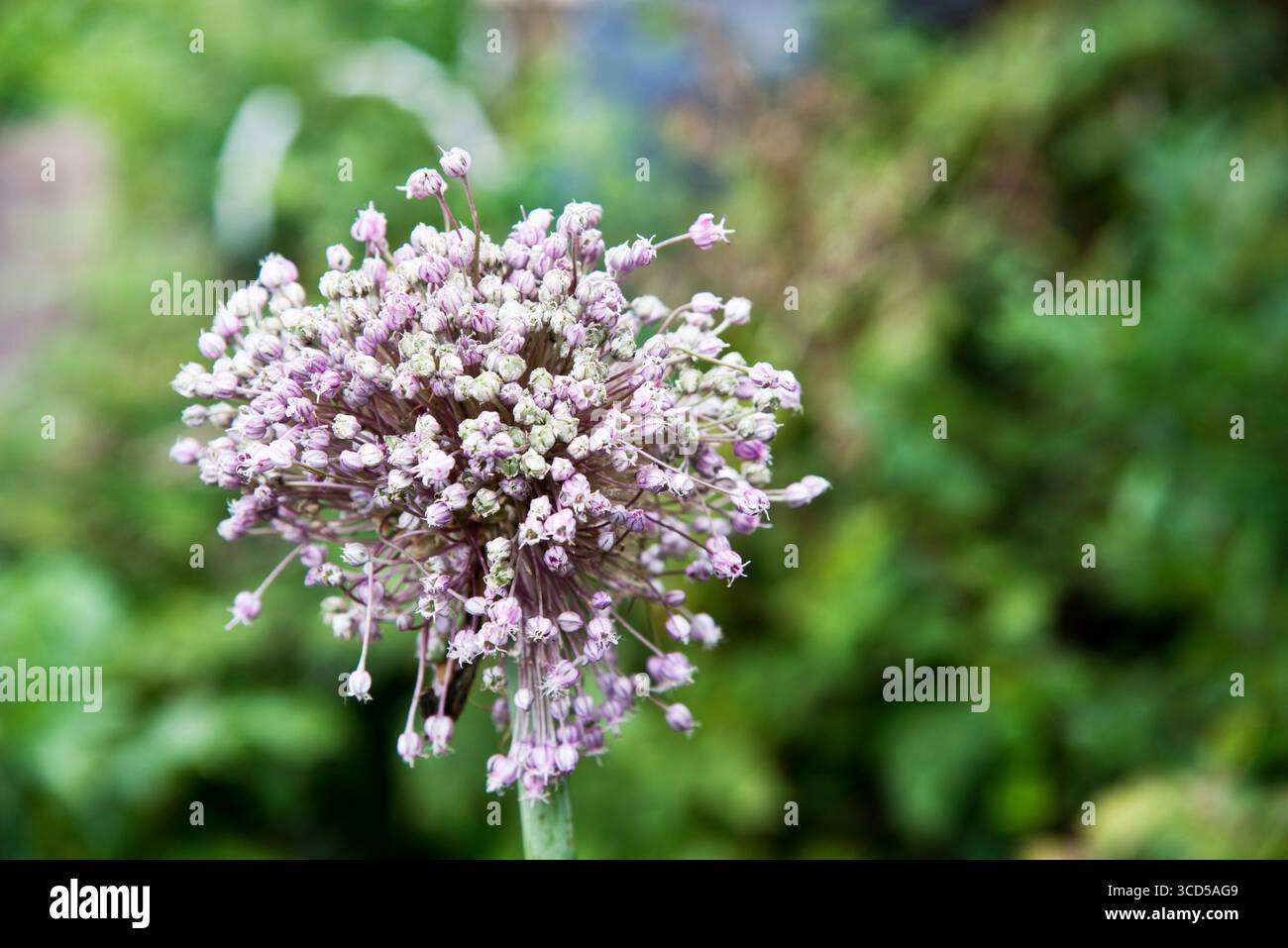 Leek, Musselburgh, seed head Stock Photo