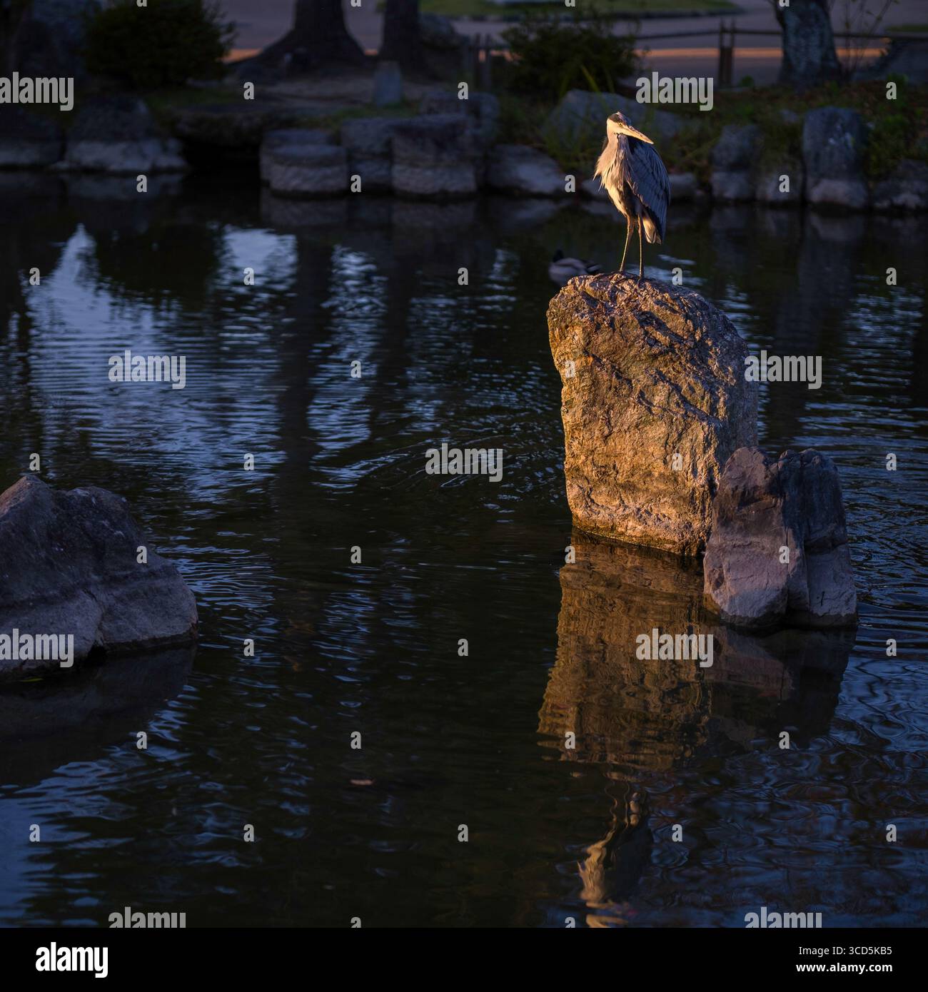 Heron standing on boulder in pond at Maruyama Park Japanese Gardens, Maruyamacho, Higashiyama Ward, Kyoto, Kansai, Honshu, Japan Stock Photo