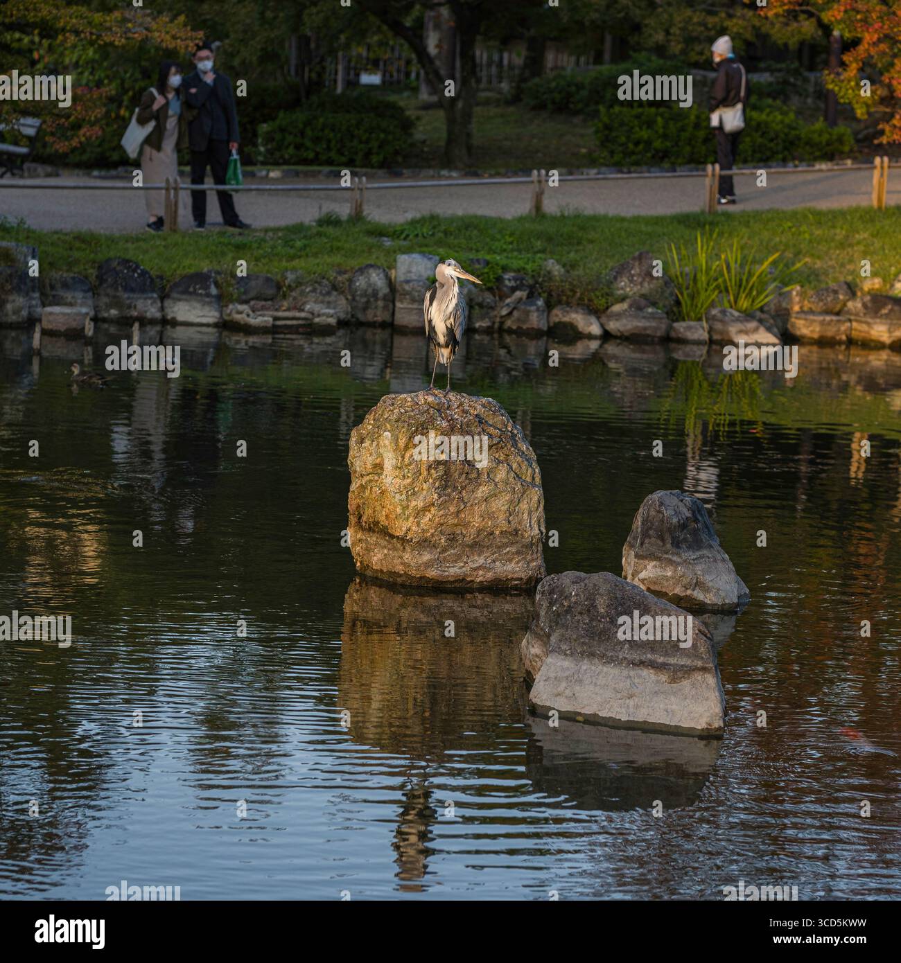 Heron standing on boulder in pond at Maruyama Park Japanese Gardens, Maruyamacho, Higashiyama Ward, Kyoto, Kansai, Honshu, Japan Stock Photo