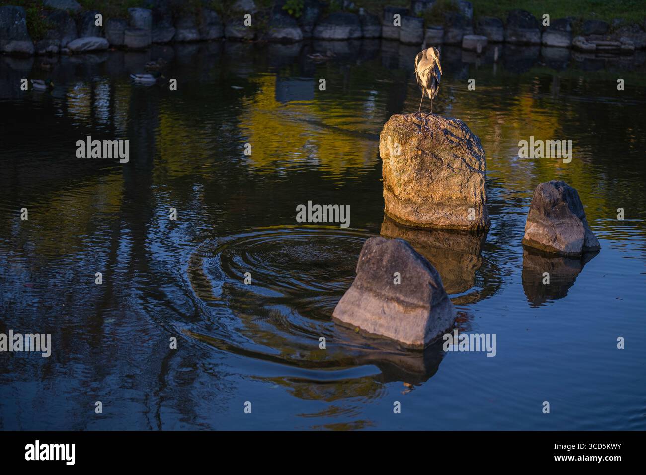 Heron standing on boulder in pond at Maruyama Park Japanese Gardens, Maruyamacho, Higashiyama Ward, Kyoto, Kansai, Honshu, Japan Stock Photo