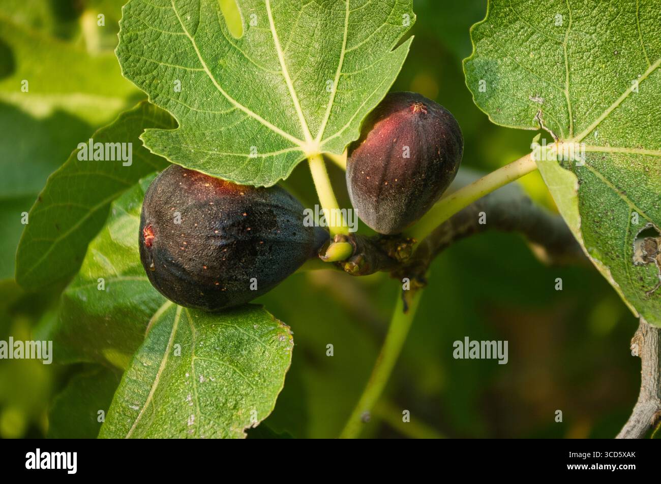 Black figs on a fig tree on the Mediterranean coast. Stock Photo
