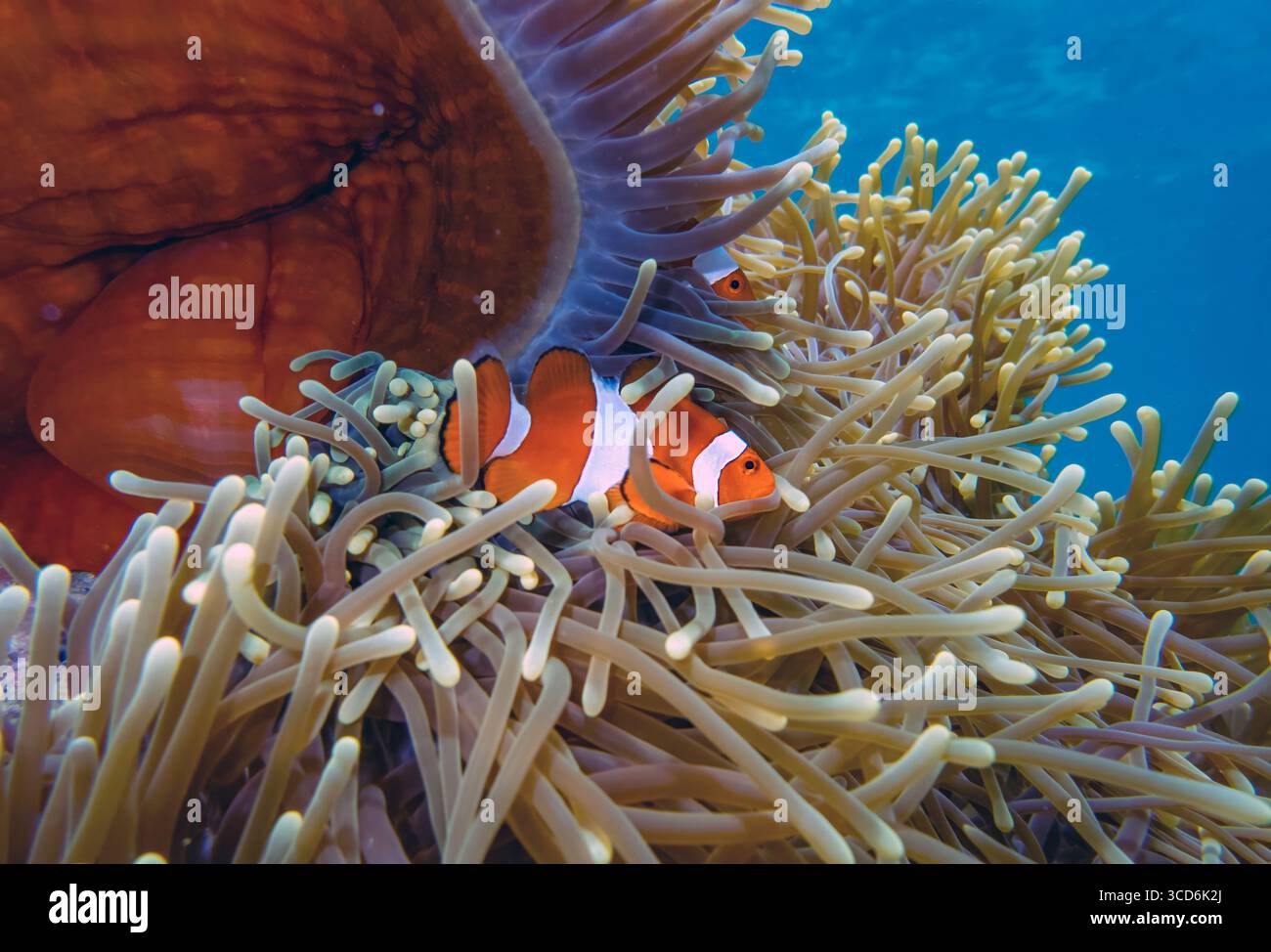 Clownfishes (Amphiprion ocellaris) in host seanemone (Heteractis crispa) at Manggarai Barat (Pink Beach), Komodo Island, Indonesia. Stock Photo