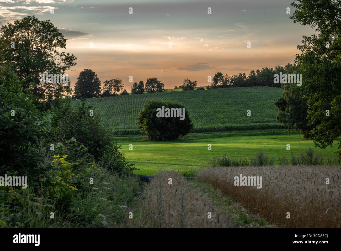 Sunset on summer hot dry grain field and green meadow in Krkonose mountains Stock Photo