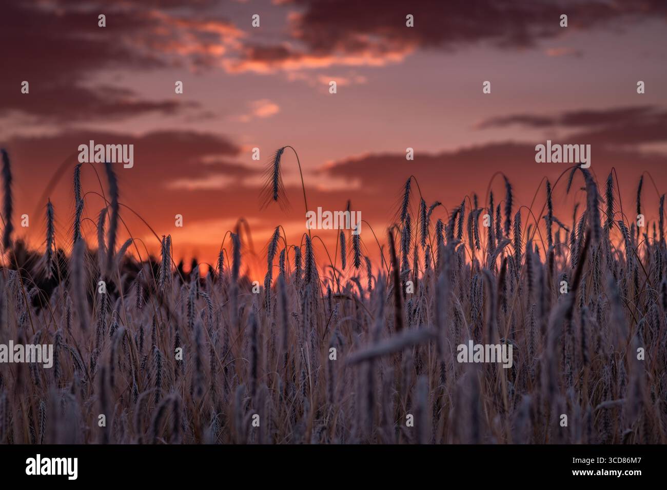 Sunset on summer hot dry grain field in Krkonose mountains Stock Photo