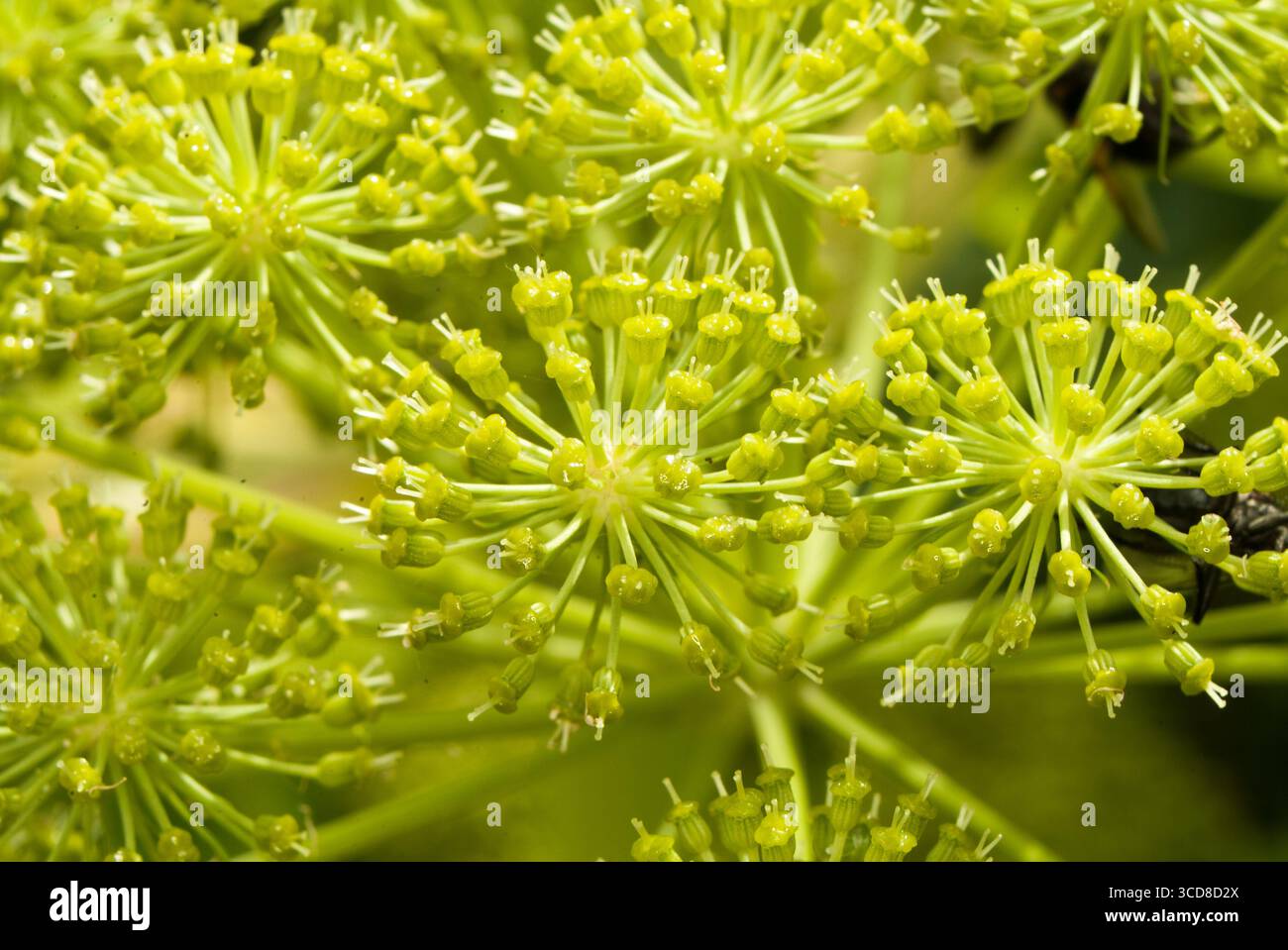 Close up view reveals vibrant hi-res stock photography and images - Alamy