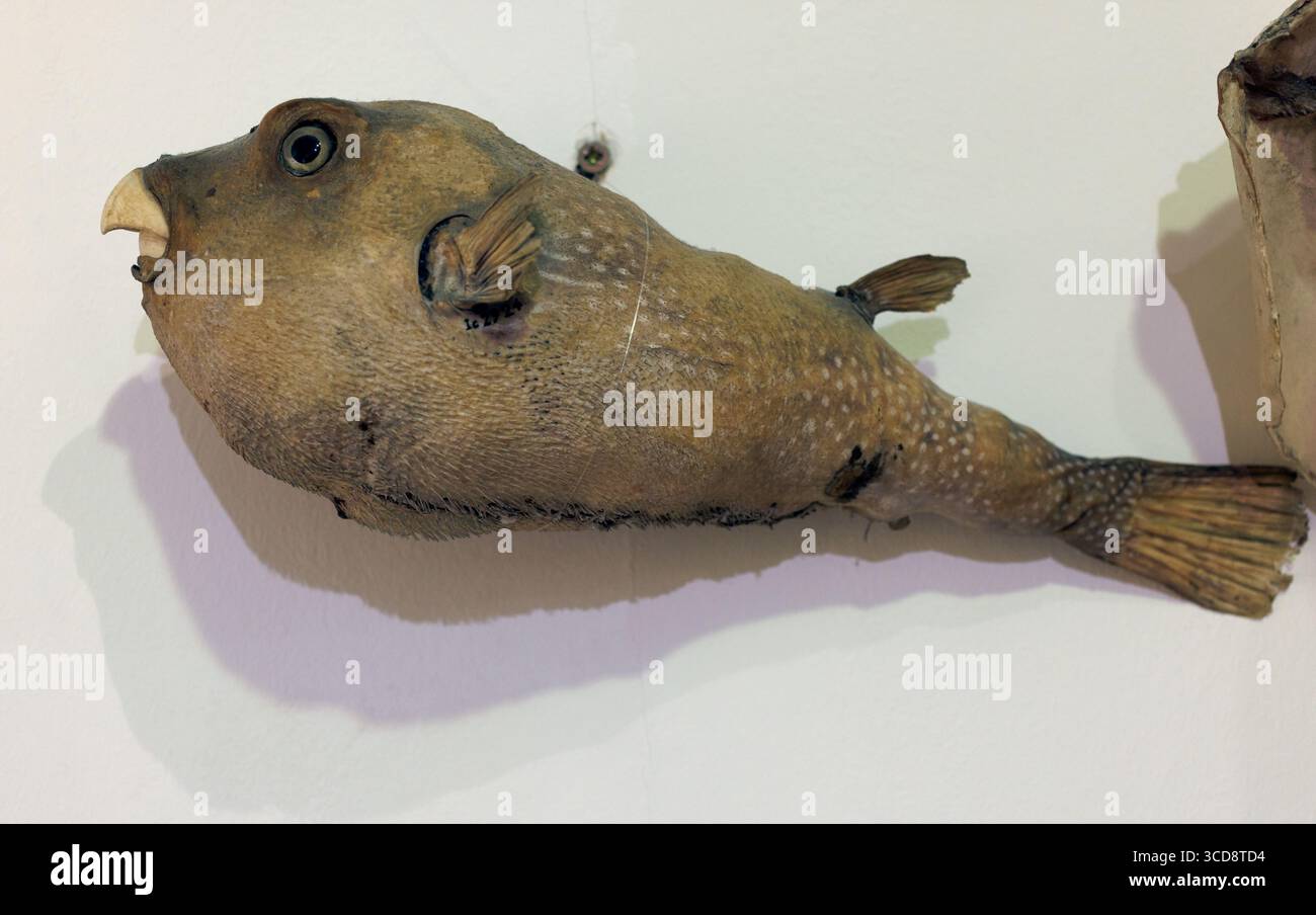 The white-spotted puffer fish. Arothron hispidus. Civic Museum of Natural History of Trieste Stock Photo