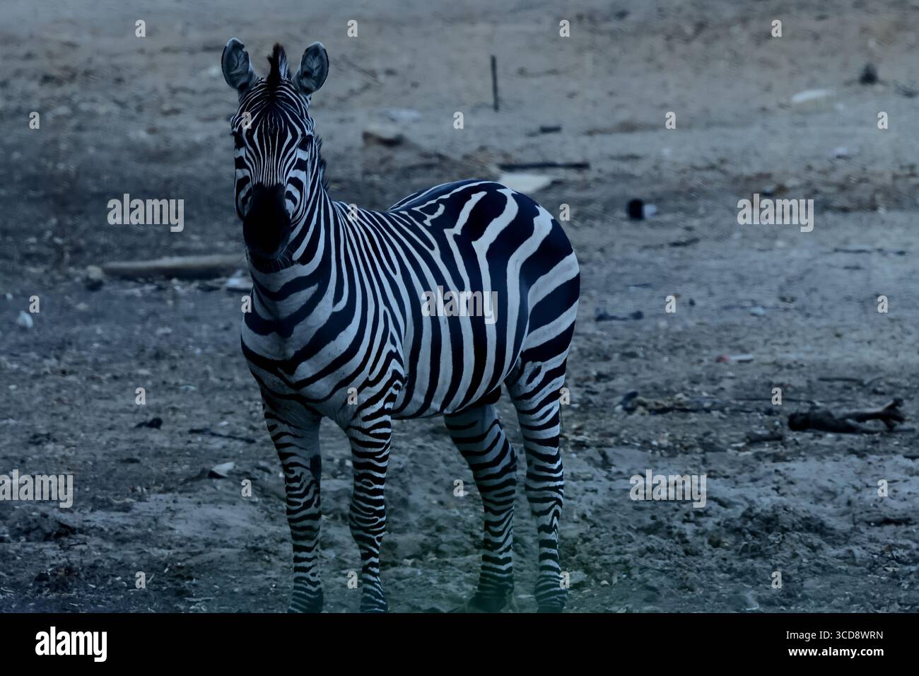 Plains zebra stands alert on open ground at Safari Ramat Gan, Israel ...
