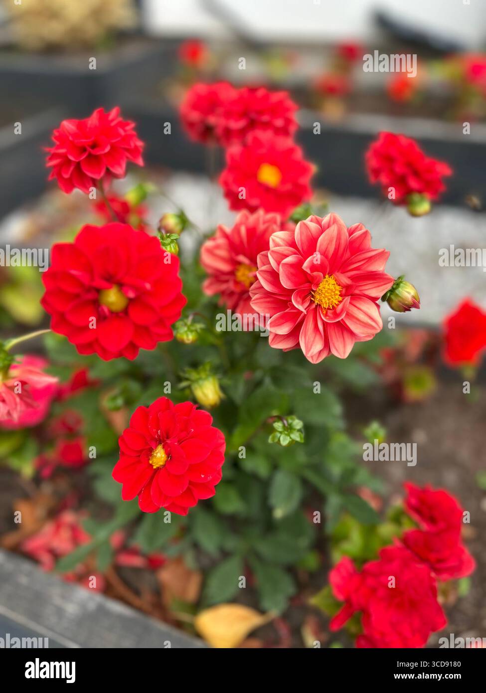 Red garden dahlia plant in full bloom, displaying layers of velvety petals ad a striking symmetrical form, adding a burst of colour and elegance. - Smartphone Captured Stock Image