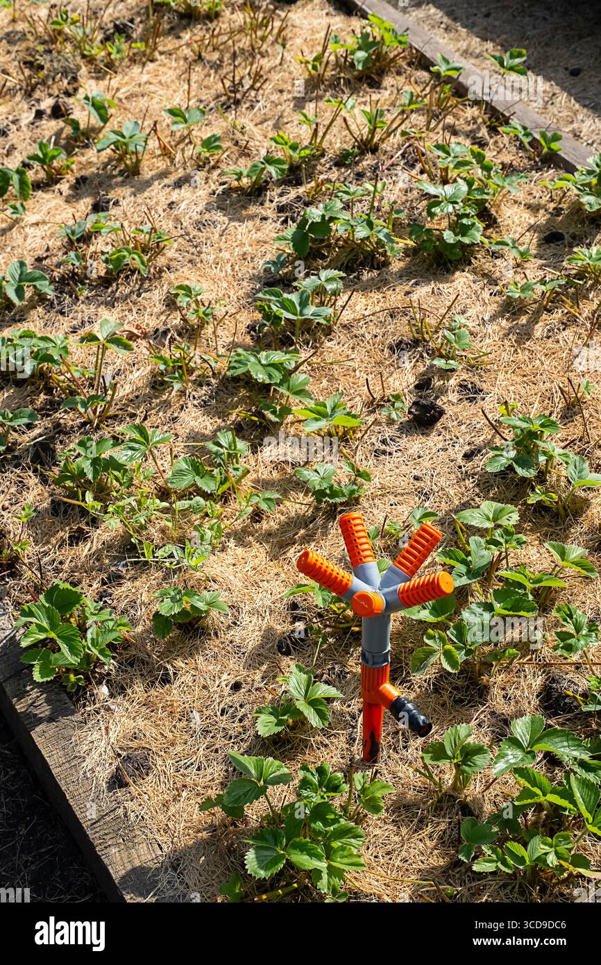New strawberry seedlings in a garden bed with an irrigation system ...