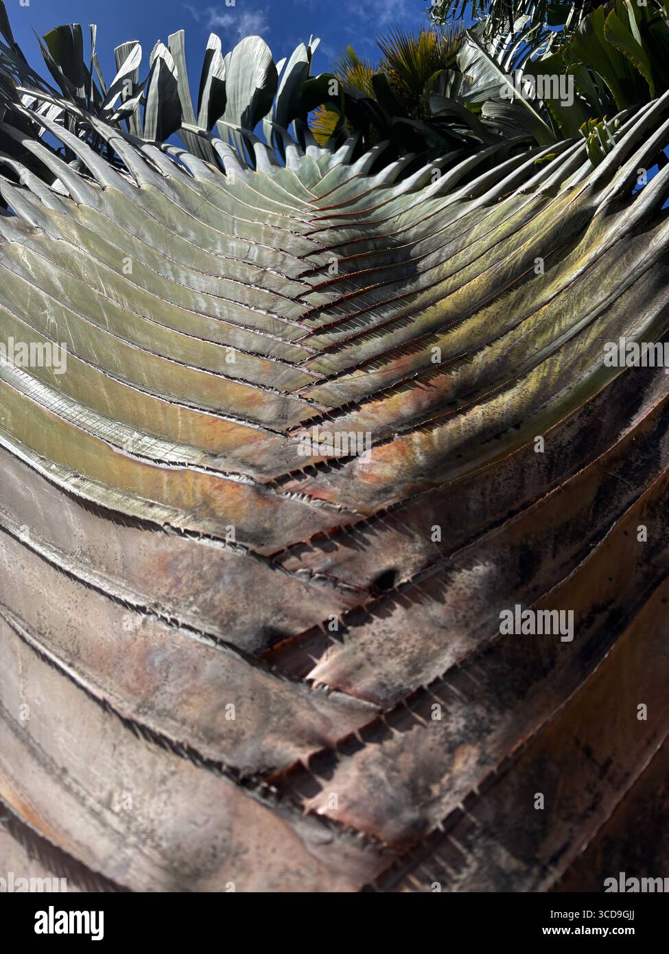 Looking up at stipe of traveller's palm (Ravenala madagascariensis), Cairns, Queensland, Australia - Smartphone Captured Stock Image