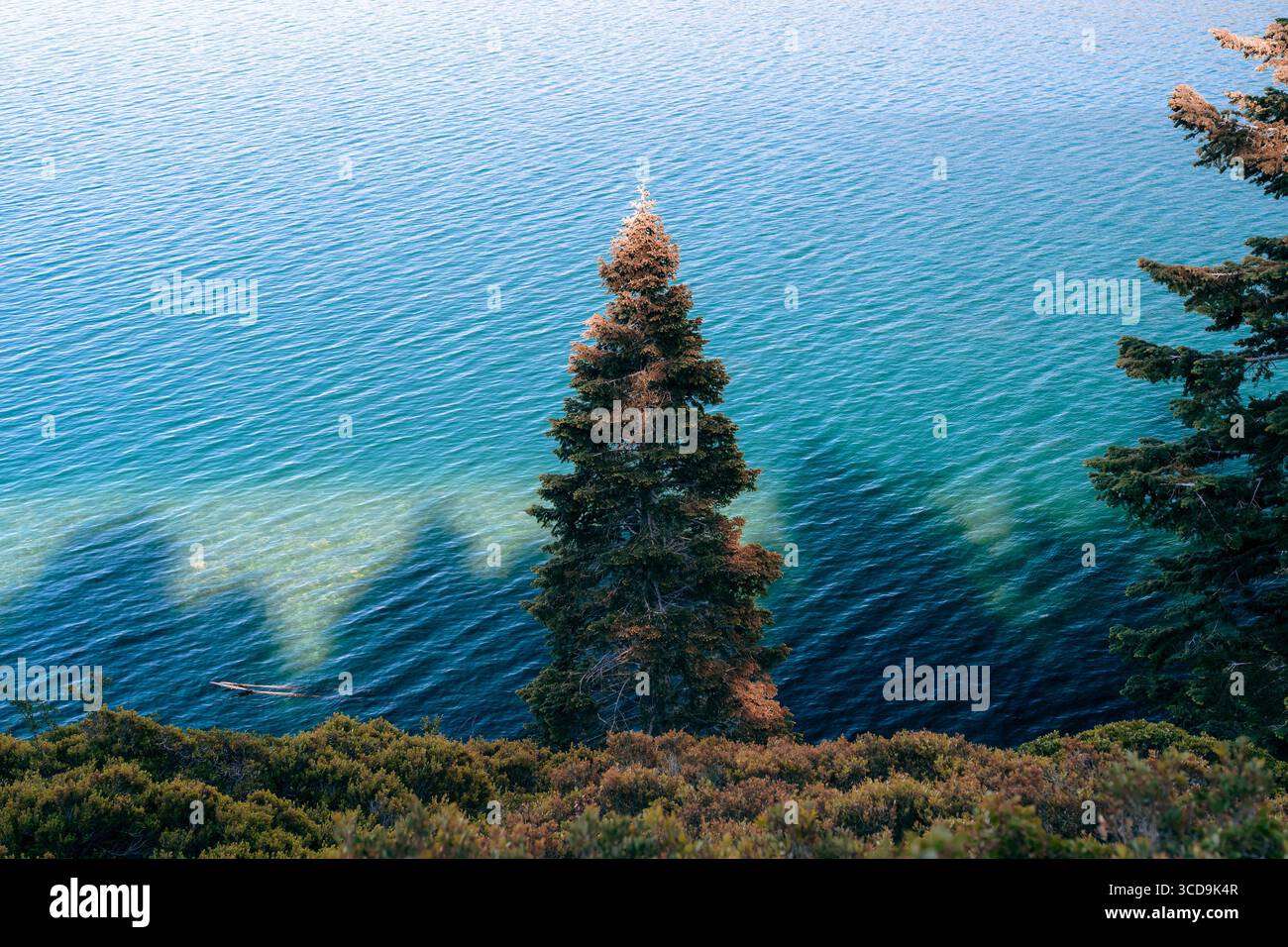Lone Tree Stock Photo