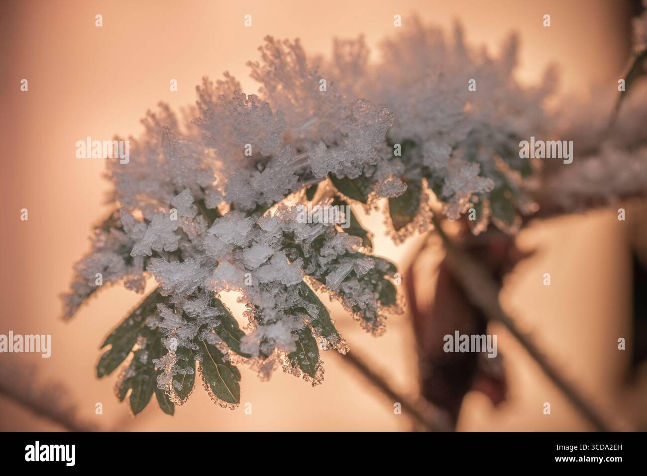 Frozen leaf with orange background and ice crystals Stock Photo