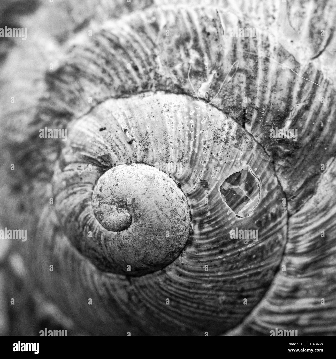 Common snail image Black and White Stock Photos & Images - Alamy