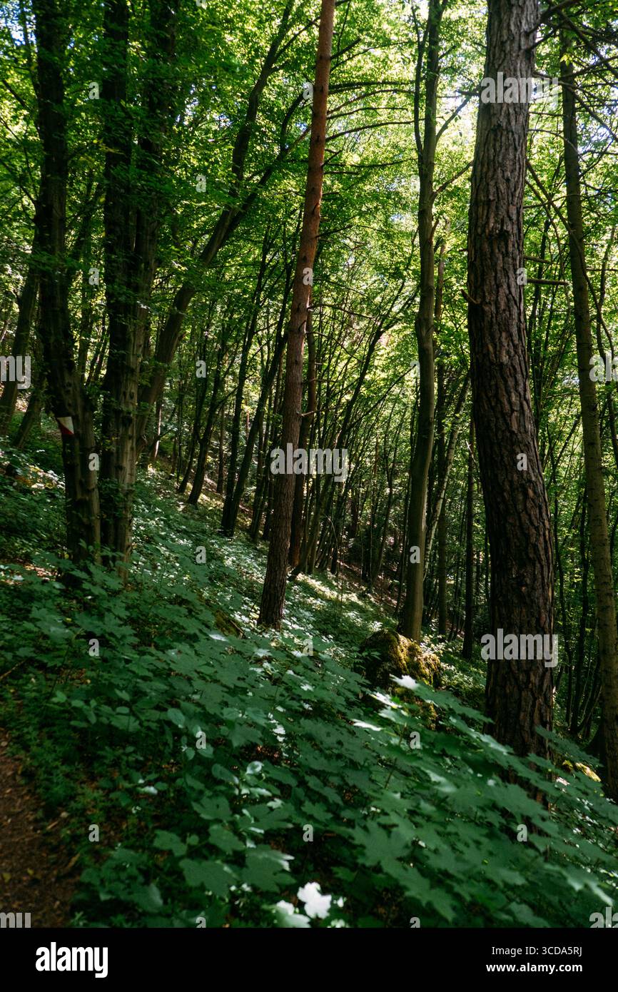 Mountain forest with dense tree cover and leafy ground vegetation under dappled sunlight. Mountain forest, shade-grown ecosystem, biodiversity Stock Photo