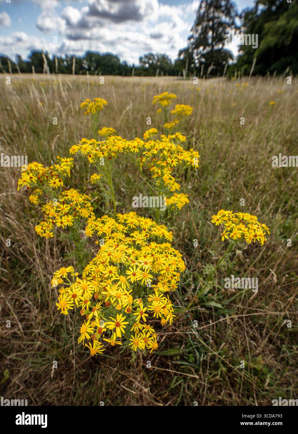 Noxious australian weed hi-res stock photography and images - Alamy
