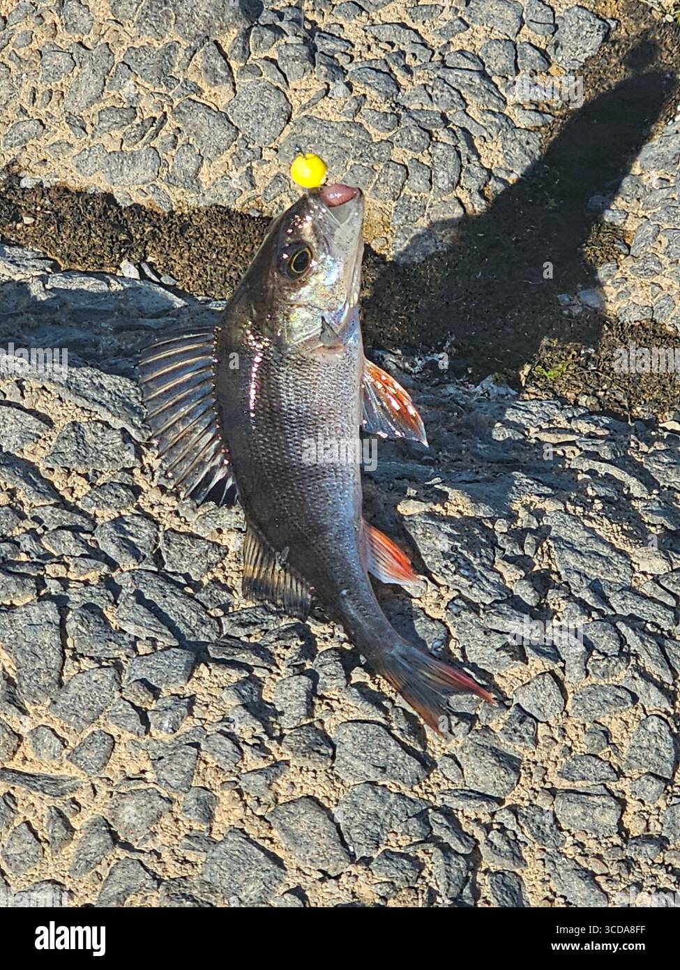 Where is water there is always a life - Smartphone Captured Stock Image