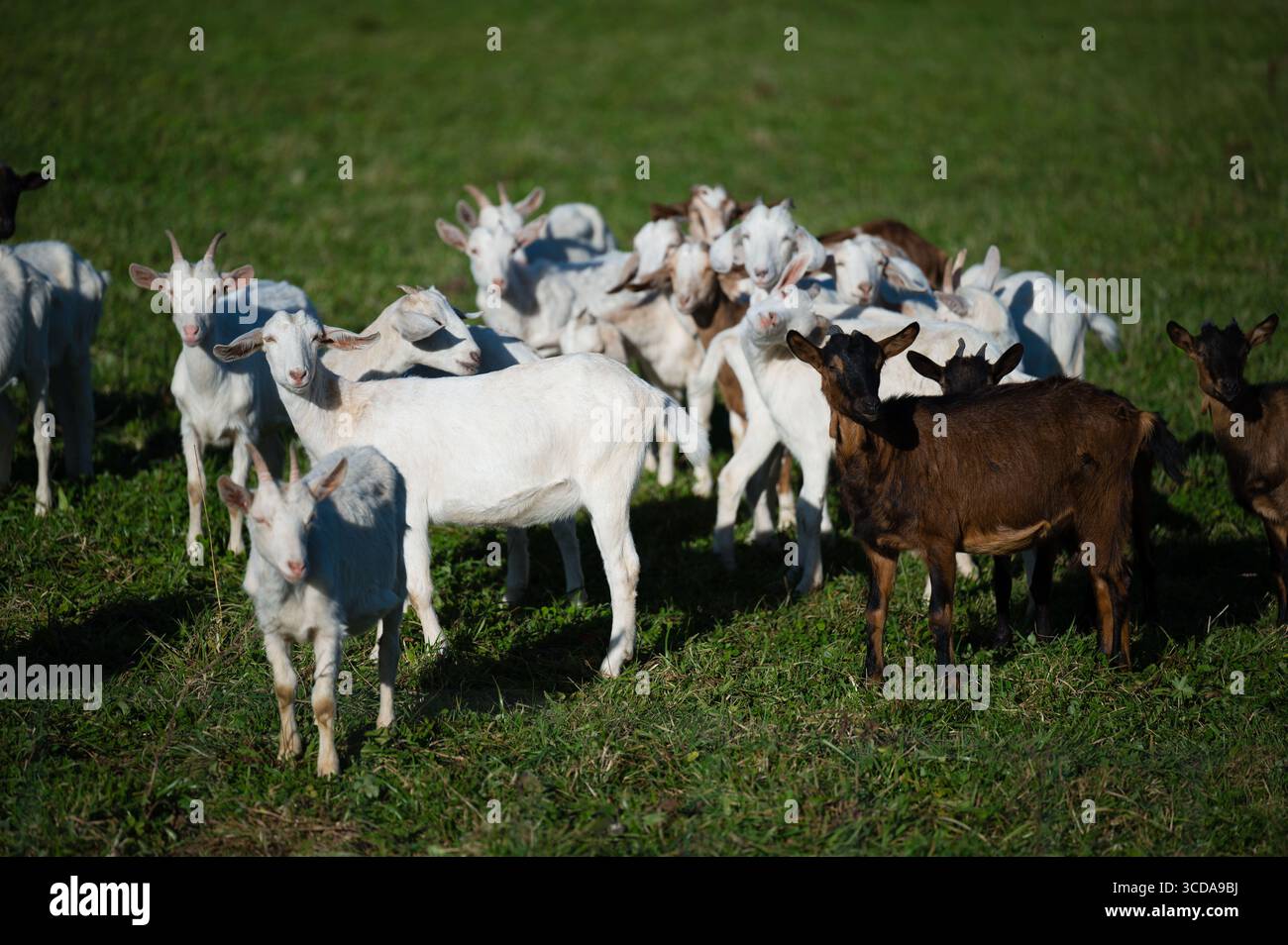 Green Color Goat Displaying distinct colors hi-res stock photography and images - Alamy