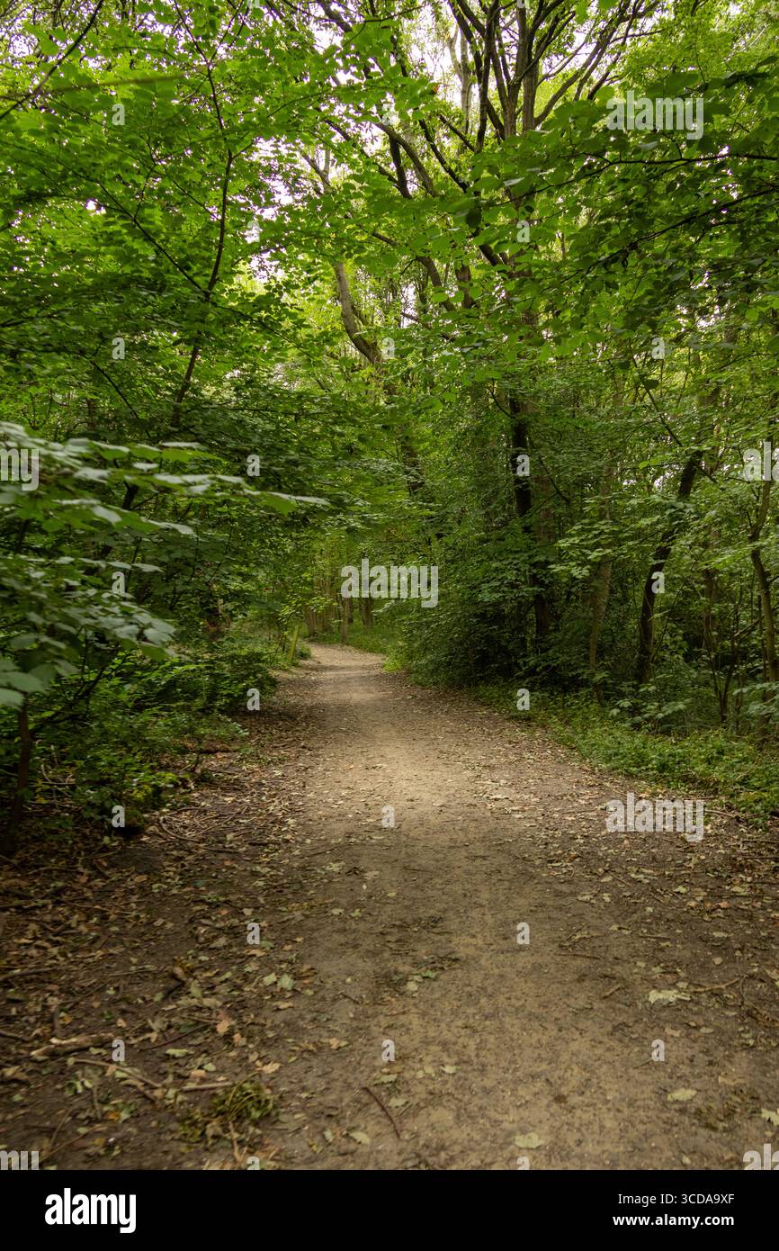 Peaceful forest pathway winding hi-res stock photography and images - Alamy