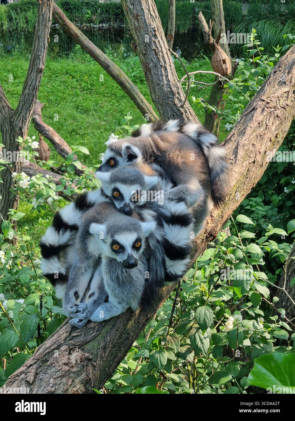 - Smartphone Captured Stock Image