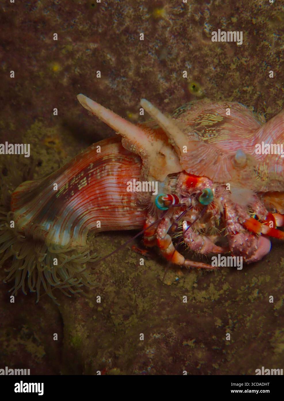 Underwater close-up of an anemone hermit crab (Dardanus species ...