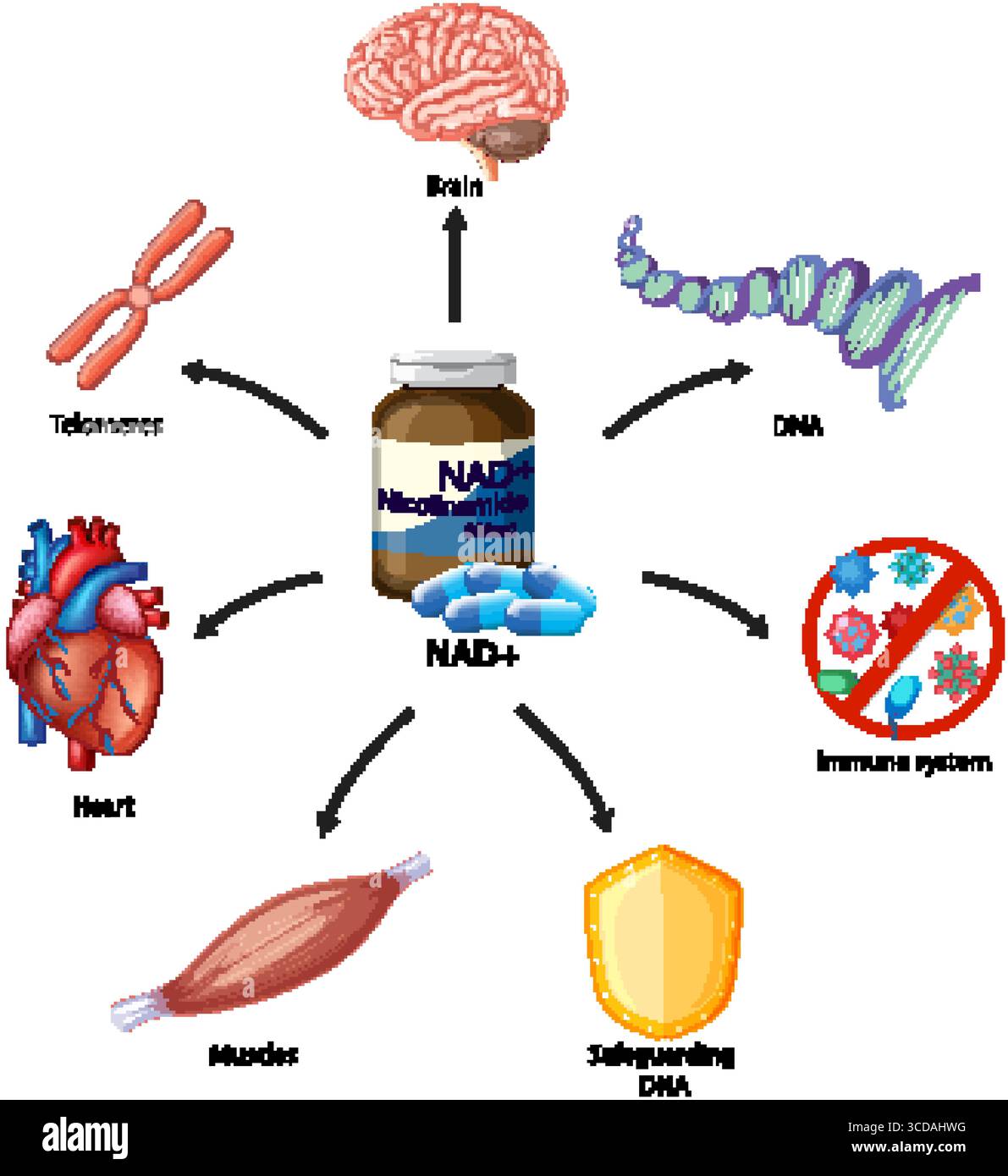 Brain diagram with labels hi-res stock photography and images - Alamy