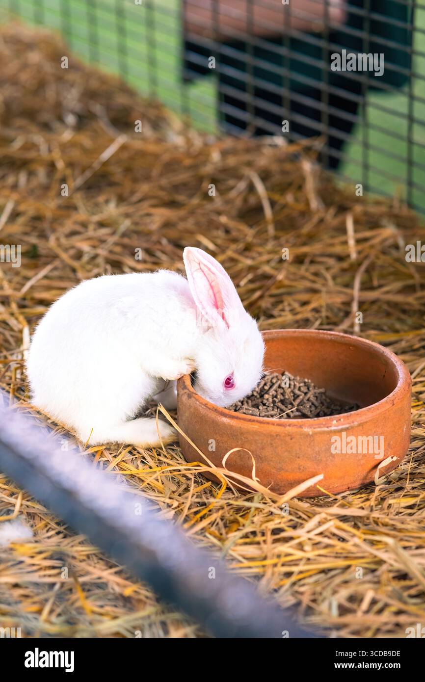 White rabbit with red eyes is having its food in the cage. Stock Photo