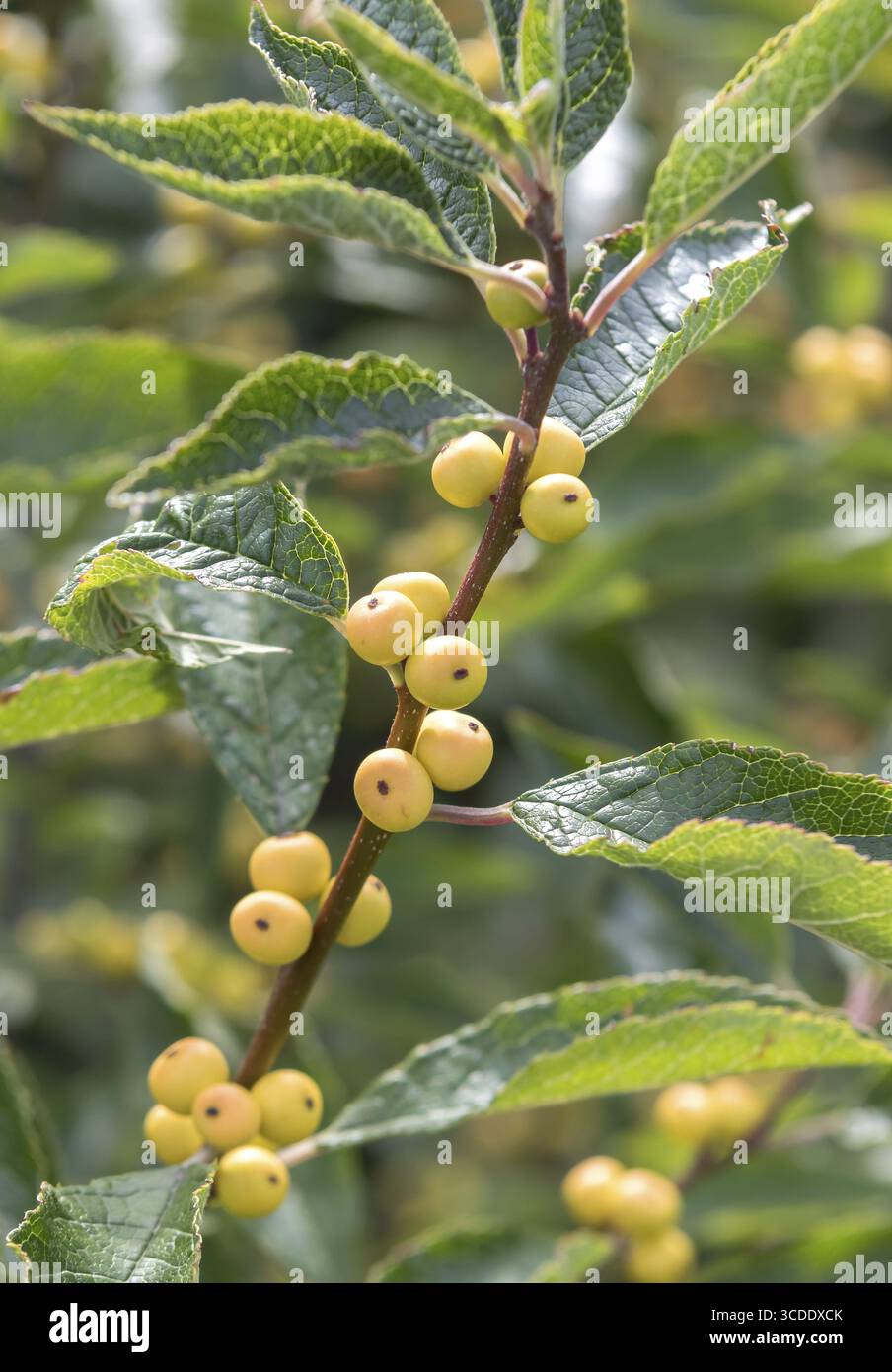 Winterberry (Ilex verticillata 'Citronella'), Bundessortenamt, Germany Stock Photo