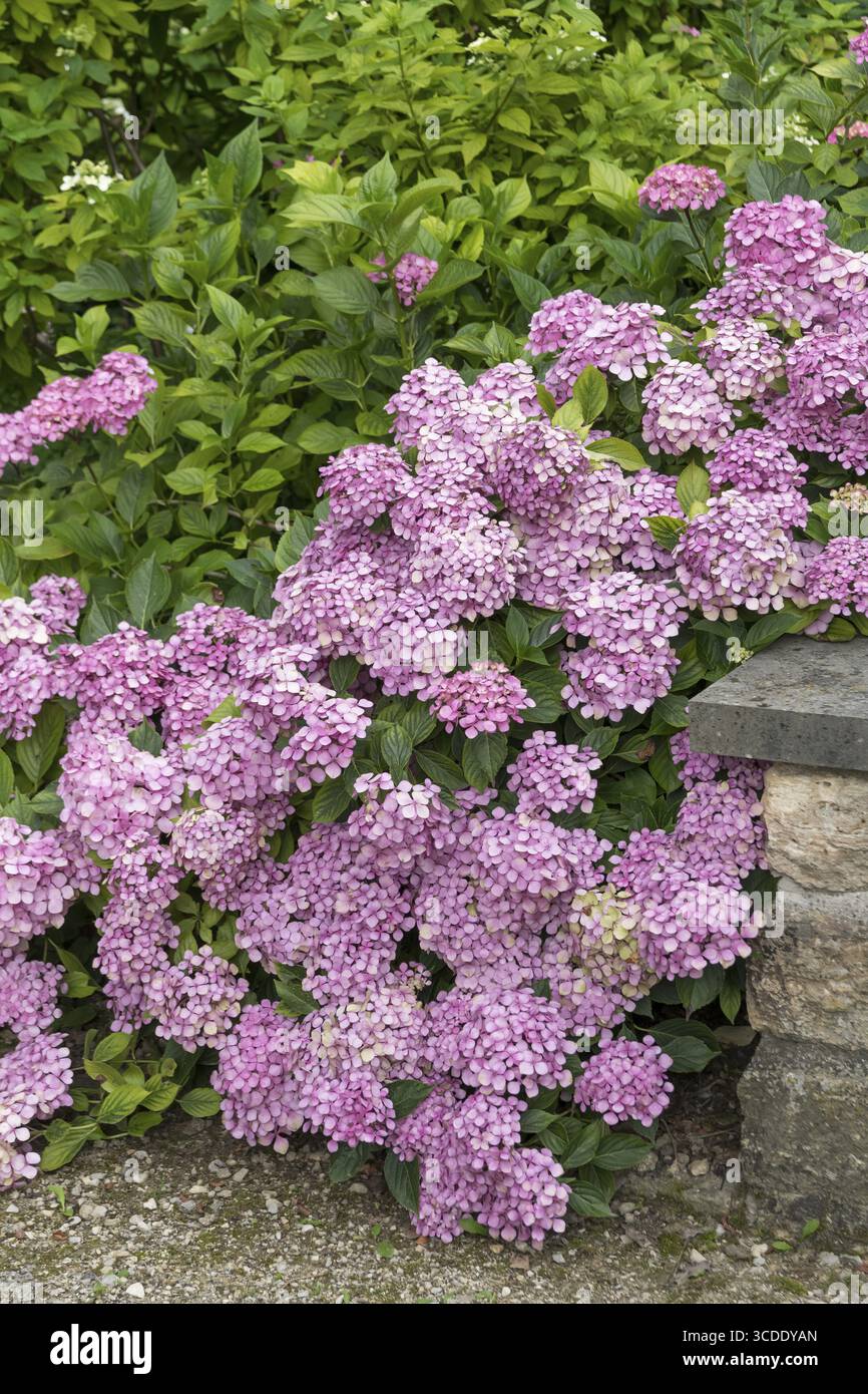 Garden hydrangea (Hydrangea macrophylla 'Thelenn'), Oberdieckgarten, Germany Stock Photo