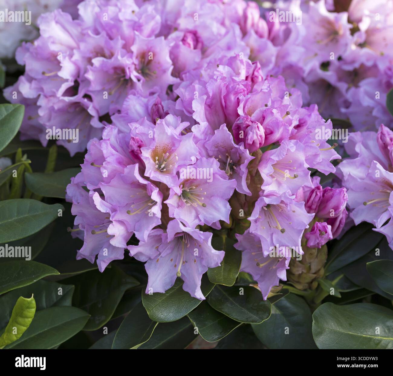 rhododendron dauerblüher Rhododendron 'Blewbury' Weiß-Rot kaufen main image 0