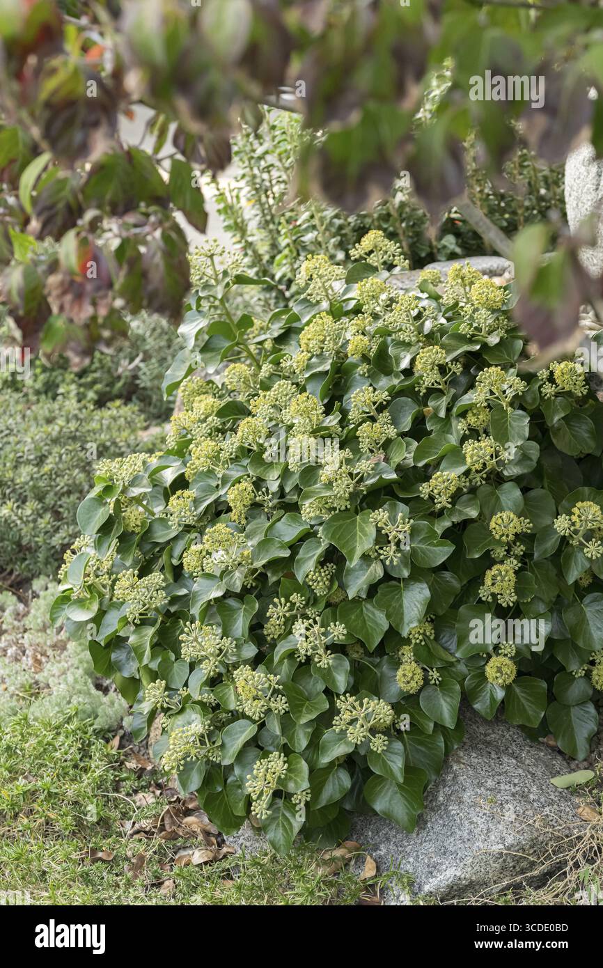 kirschlorbeer prunus laur rotundifolia Prunus laurocerasus 'Rotundifolia' Heckenpflanze