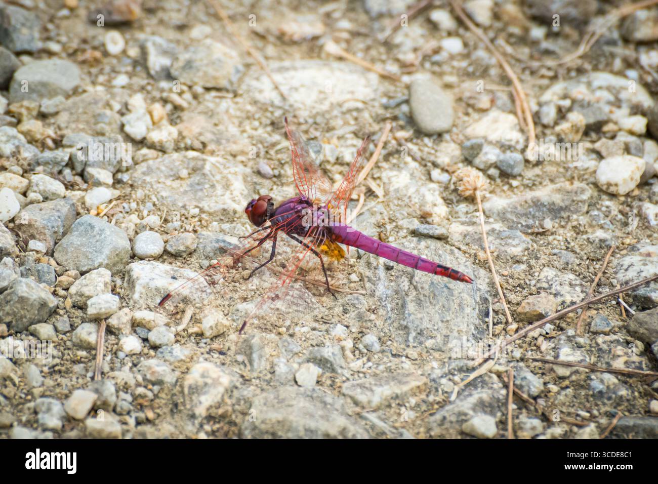 A vivid purple dragonfly (Trithemis annulata) resting on a gravel path in summer sunlight, France. Stock Photo