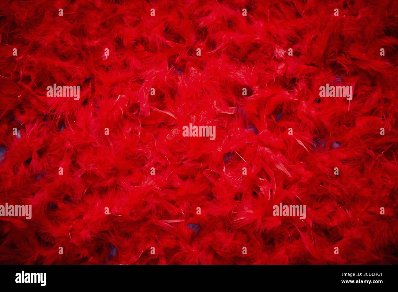 Background of beautiful red feathers. Valentine Day or Love concept. Top view with copy space Stock Photo