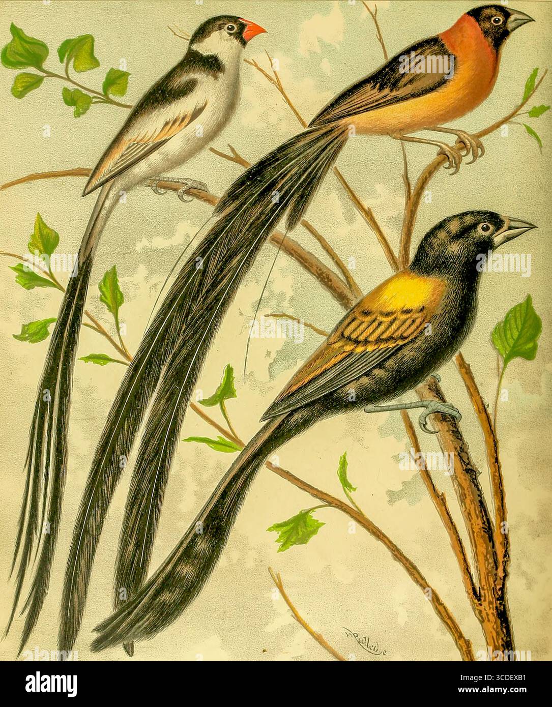 Paradise whydah birds hi-res stock photography and images - Alamy