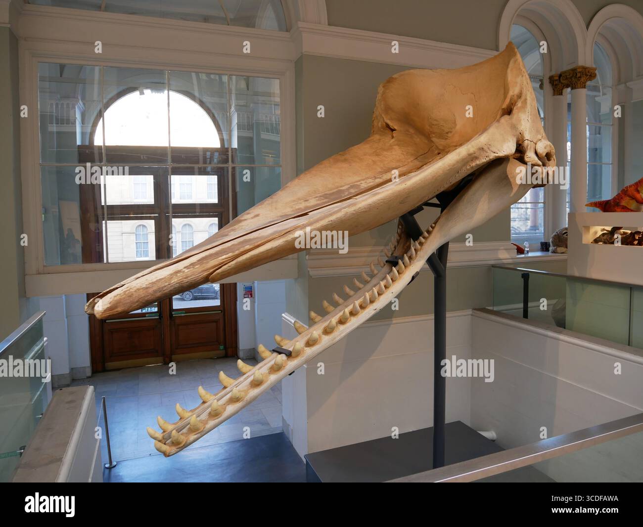 Skull of a sperm whale hi-res stock photography and images - Alamy