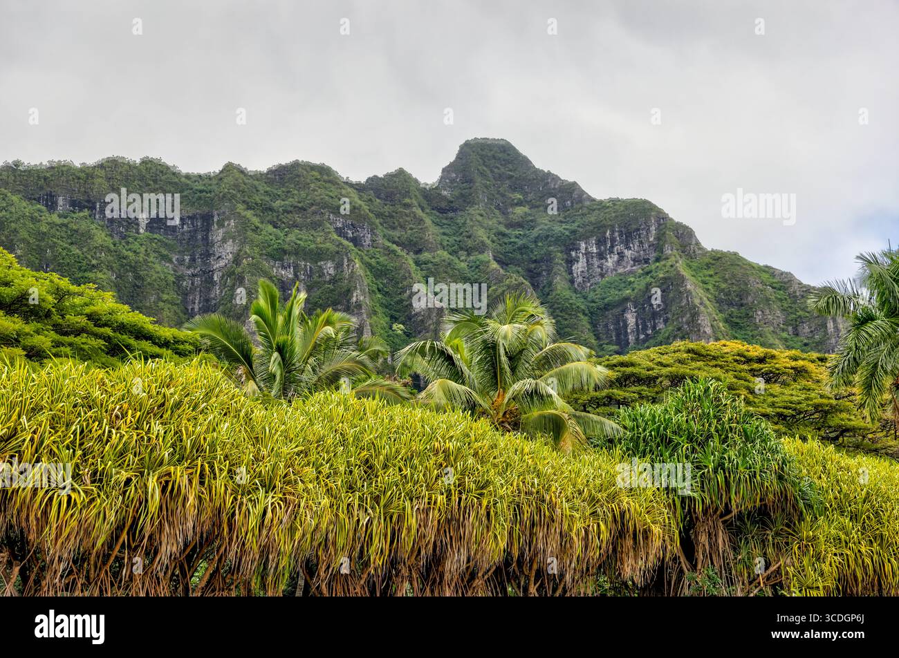Scenery of the forests and nearby shores of Kualoa Ranch, famous for scenes from Jurassic Park and many other films Stock Photo