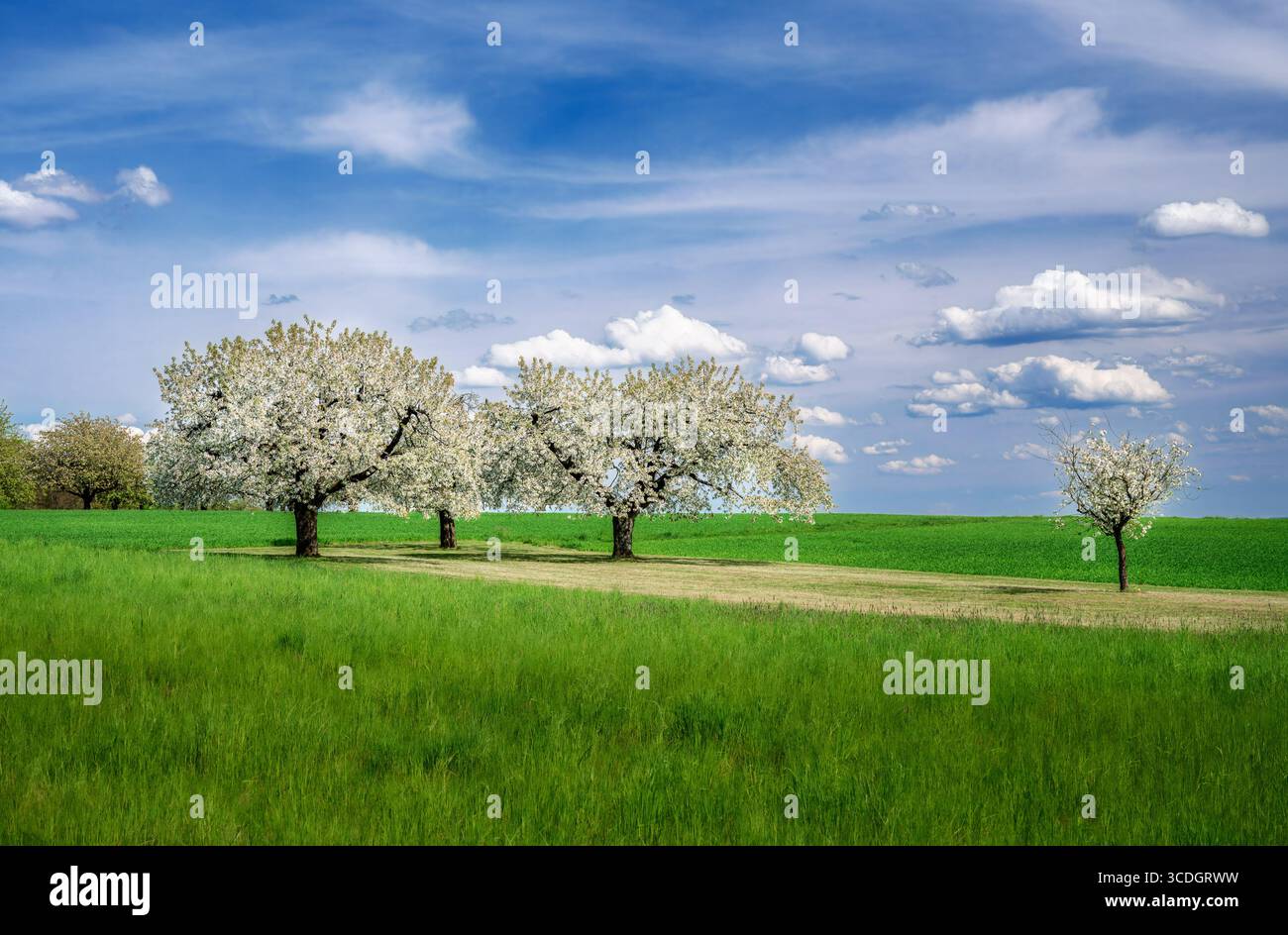 Spring scenic with a white  flowering cherry tree Stock Photo